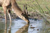 Ein Buschbock ca. 3Meter neben mir