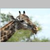Aetsch_KrugerPark.jpg