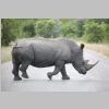 Breitmaulnashorn_KrugerPark.jpg