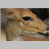 Buschbock_in_Letaba_KrugerPark.jpg