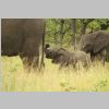 Elefantchen_KrugerPark.jpg