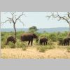 Elefanten_KrugerPark.jpg