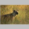 Fleckenhyaene_KrugerPark.jpg