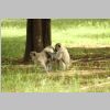 Gruenmeerkatzen_KrugerPark.jpg