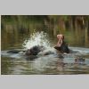 Hippos_KrugerPark.jpg