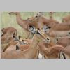 Impalas_KrugerPark.jpg