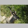 Kudu_KrugerPark.jpg