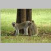 Ohne_Worte2_KrugerPark.jpg