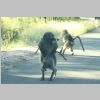 Ohne_Worte_KrugerPark.jpg