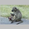 Paviane_KrugerPark.jpg