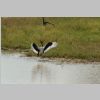Sattelstorch_KrugerPark.jpg