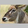 Wasserbock_KrugerPark.jpg