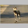 Wildhund_KrugerPark.jpg