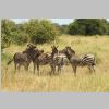 Zebra_Kuscheln_KrugerPark.jpg