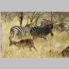 Zebras_Impalas_KrugerPark.jpg
