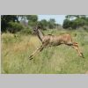 junges_Kudu_KrugerPark.jpg